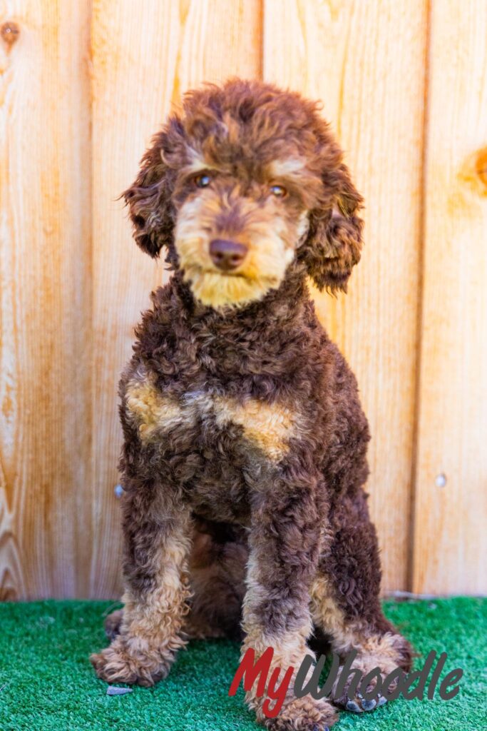 Banks Toy Poodle