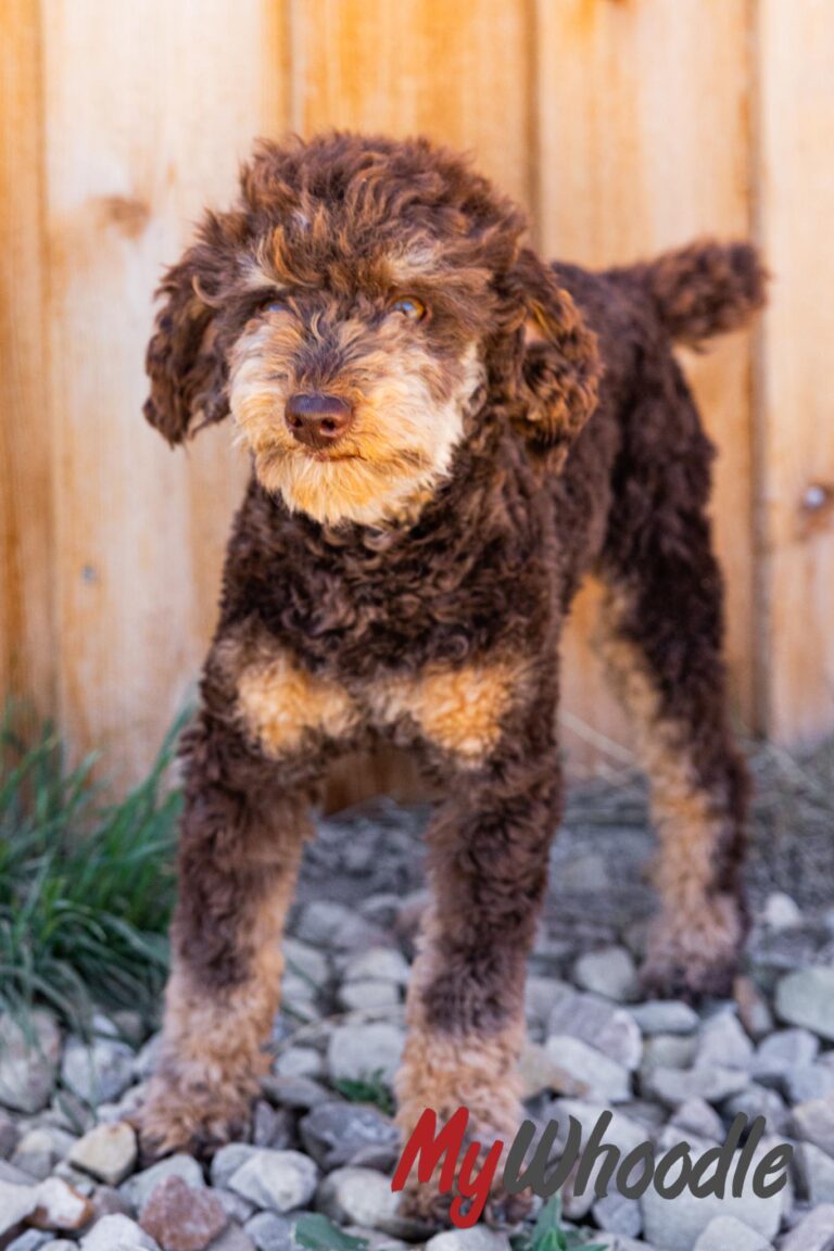 Banks Toy Poodle