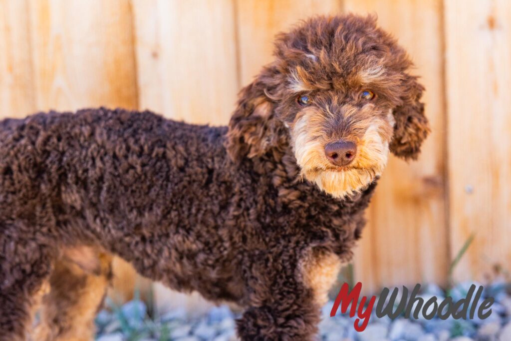 Banks Toy Poodle