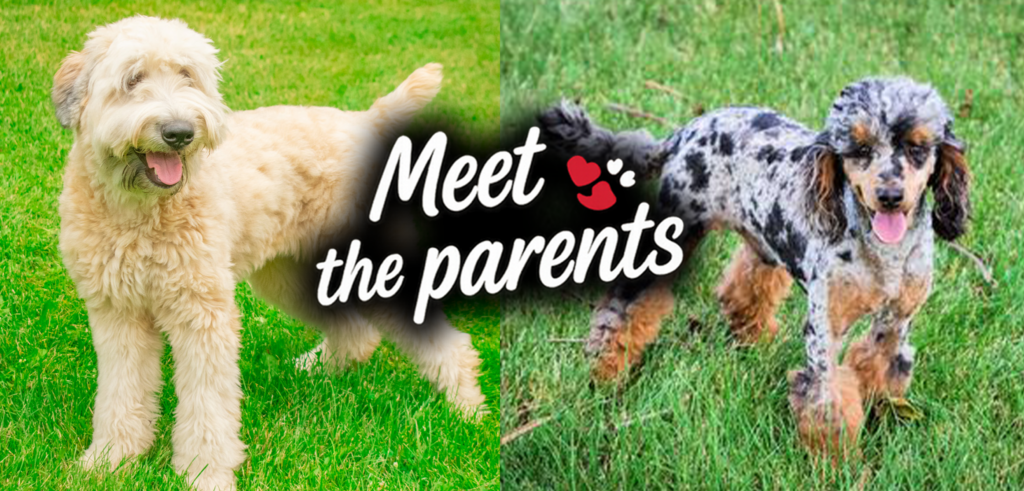 Lizzie & Mojo Coming Soon