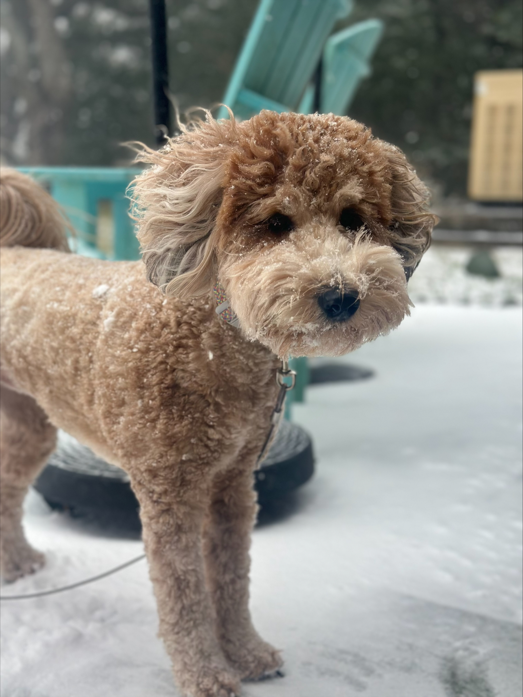 Whoodle Gallery - My Whoodle