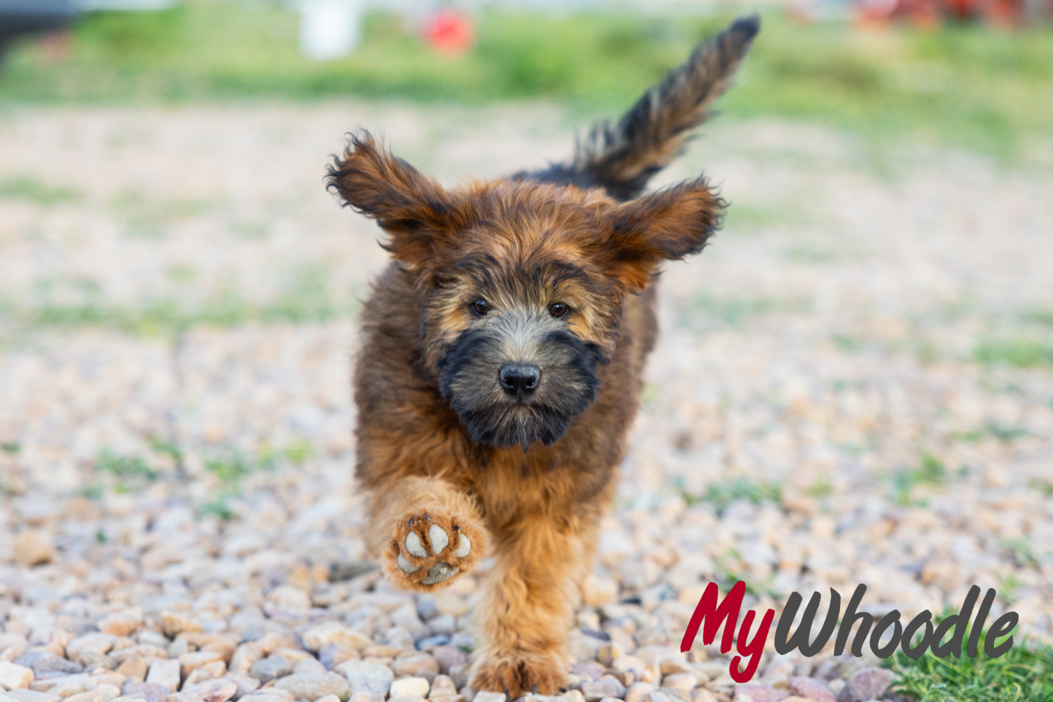 Do Whoodles Make Good Family Dogs?