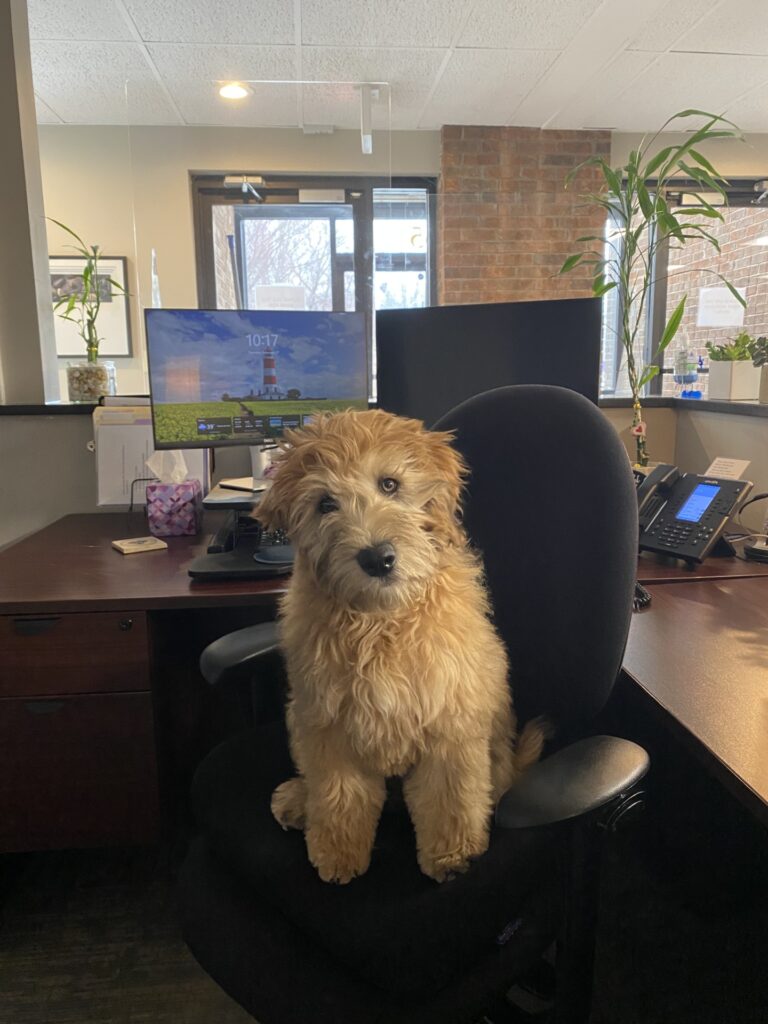 Whoodle Sitting On a Chair