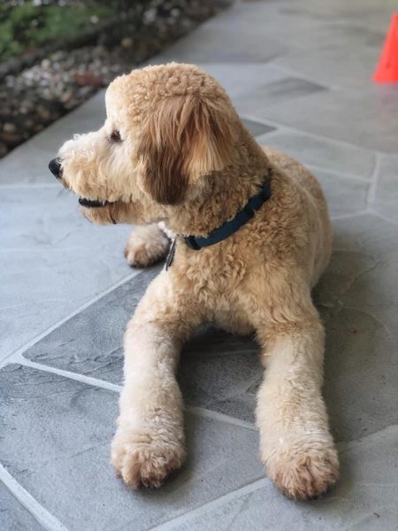 how often should i get my dogs haircut