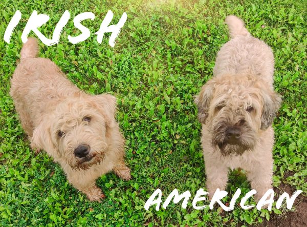 Wheaten-Terrier-Irish-American